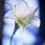 Easter Resources, ready-to-print